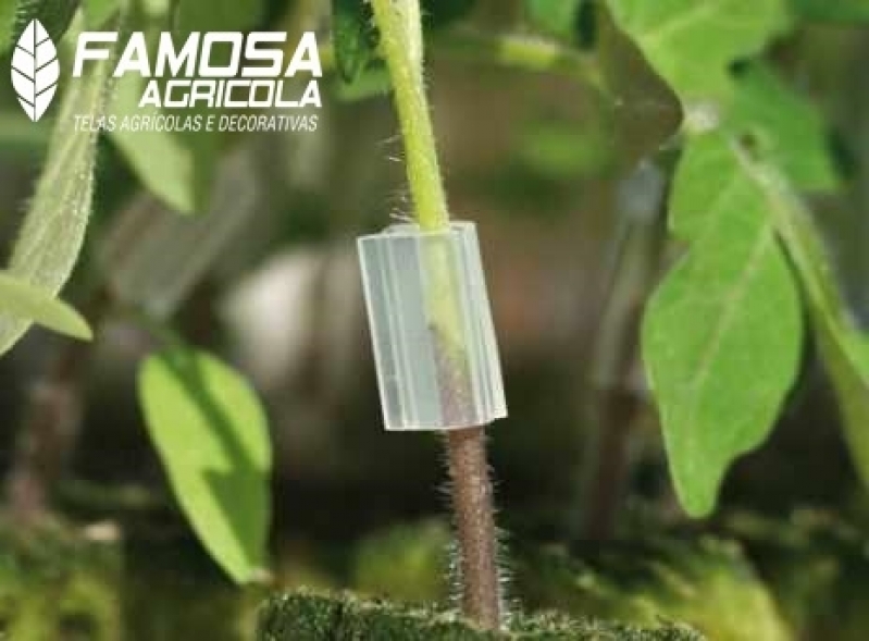 Clips para Enxertia de Tomate Jaboatão dos Guararapes - Clips para Tomate