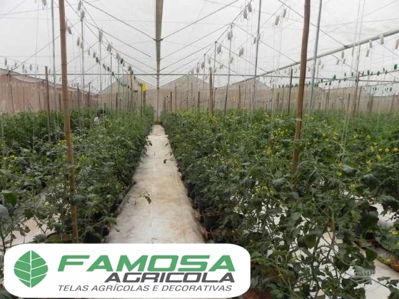 Comprar Ráfia de Solo Branca Cajamar - Ráfia para Solo