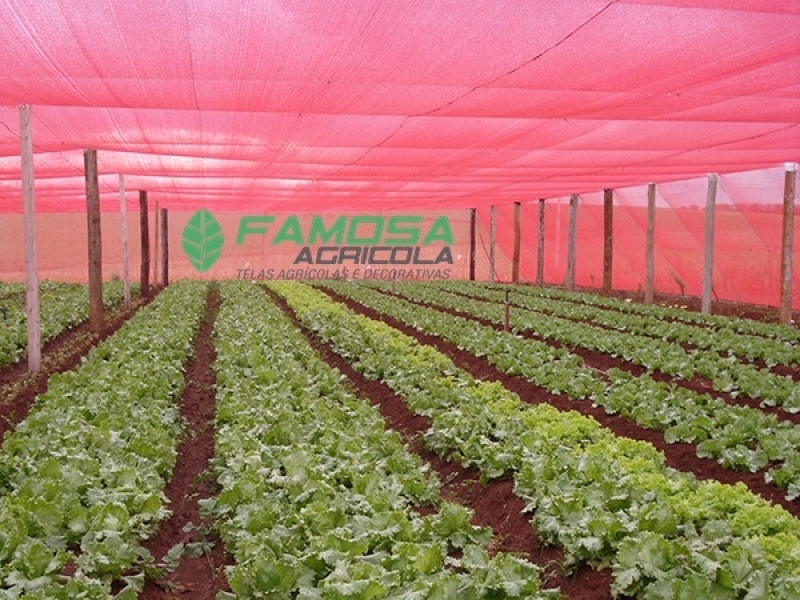 Comprar Tela Agrícola para Alface Cantá - Tela para Estufa de Plantas