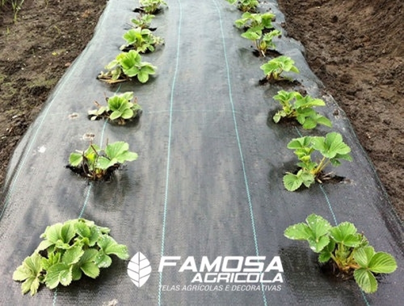 Quanto Custa Ráfia de Solo Carijo Araucária - Tela Mulching para Plantio