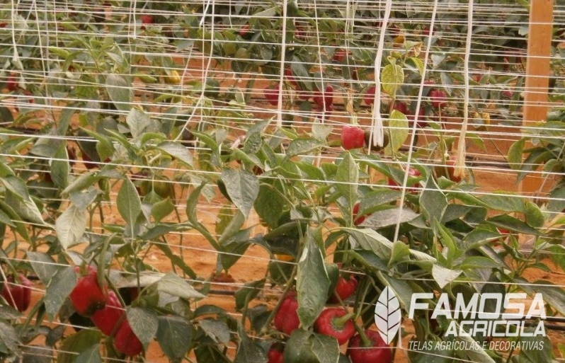 Quanto Custa Tutoramento de Plantações Paragominas - Clips para Tomate