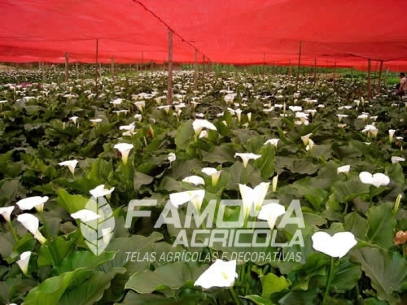 Tela para Estufa de Plantas Piauí - Tela para Estufa de Plantas