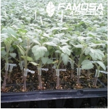 comprar clips para enxertia de tomate Petrolina