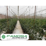 comprar ráfia de solo branca Cajamar