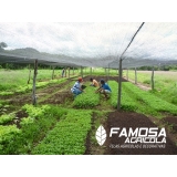 quanto custa filmes plásticos para estufas agrícolas Nova Mamoré