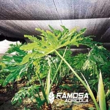 quanto custa tela polysombra de plantas Sorriso