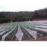 venda de tela agrícola mini túnel para plantação São Paulo de Olivença