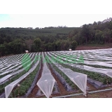 venda de tela agrícola mini túnel para plantação Florianópolis