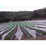 venda de tela agrícola mini túnel para plantação Luziânia