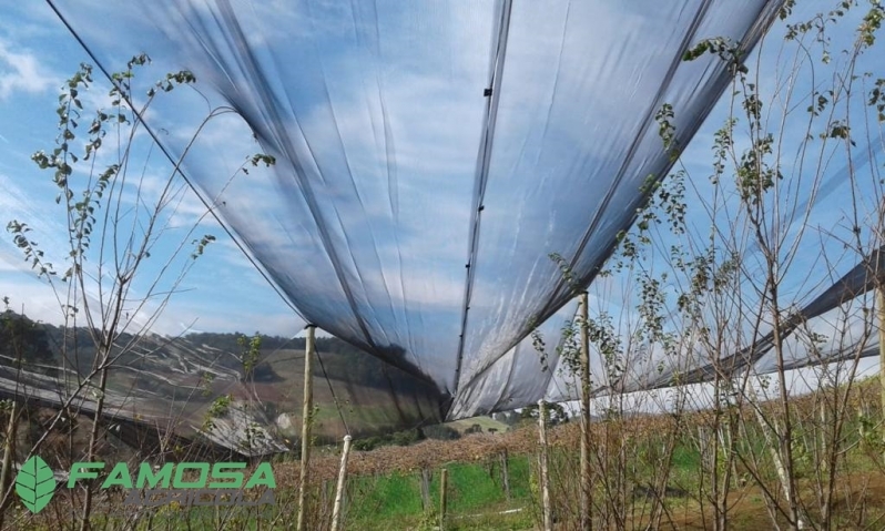 Venda de Tela Agrícola Anti Granizo Ouro Preto do Oeste - Tela Agrícola de Horta