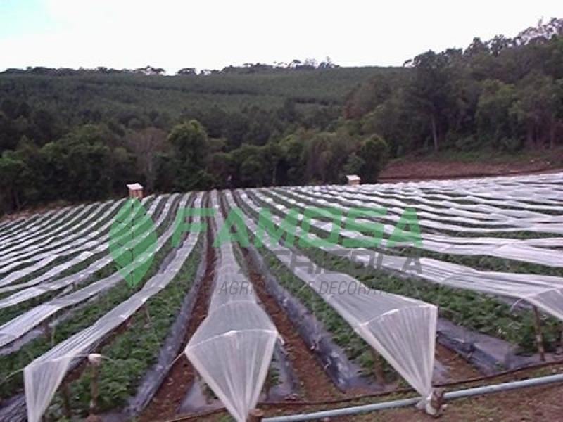 Venda de Tela Agrícola Mini Túnel para Plantação Camaçari - Ráfia de Solo de Plástico