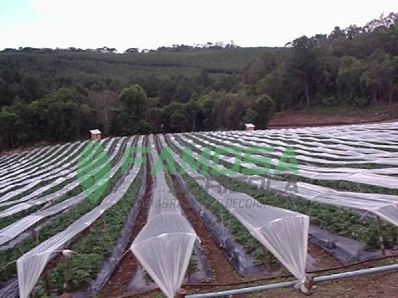 Venda de Tela Agrícola Mini Túnel para Plantação Cabo de Santo Agostinho - Tela Agrícola Mini Túnel