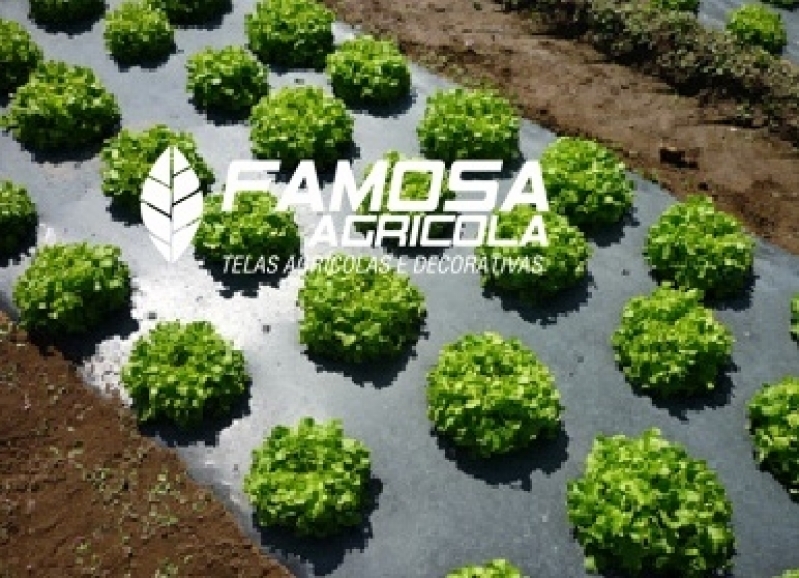 Venda de Tela Mulching para Plantio Recife - Lona Agrícola Preta para Estufa