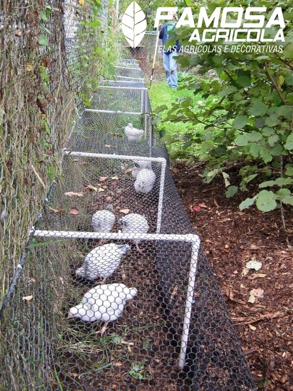 Venda de Tela para Viveiro de Aves Benfica - Tela Argamassa