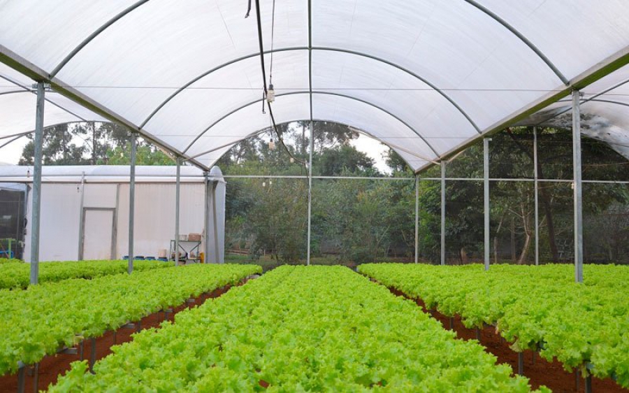 Estufas: alternativa para garantir a produtividade