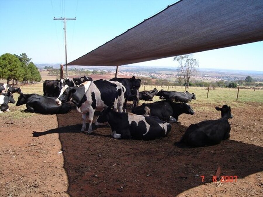 Tela de Sombreamento em confinamento de gado reduz consumo de água