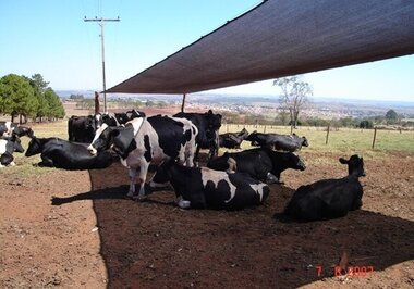 Tela de Sombreamento em confinamento de gado reduz consumo de água