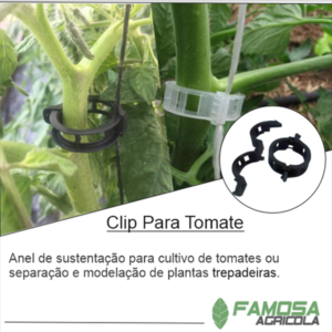 Clip Tomate